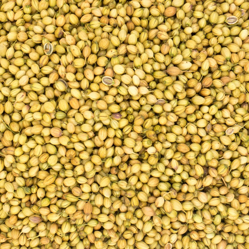 Dhaniya (धनिया)