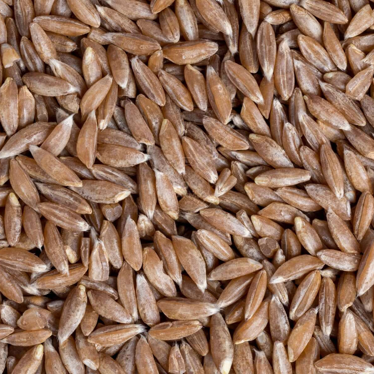 Khapali Wheat