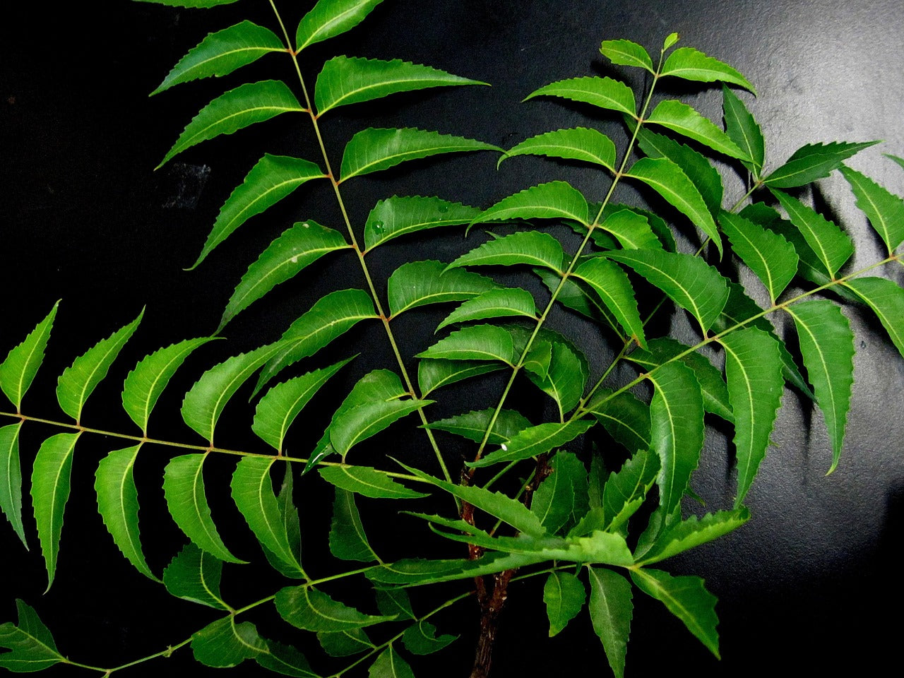 Sun Dried Neem Leaves (नीम)