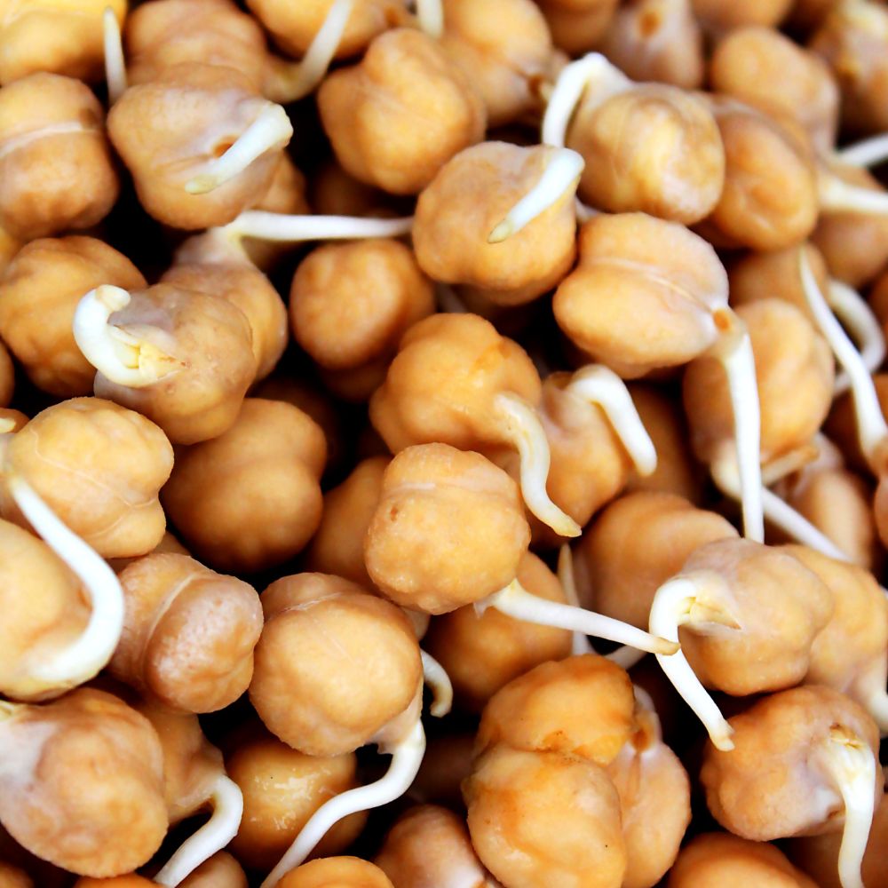 Chickpea seeds