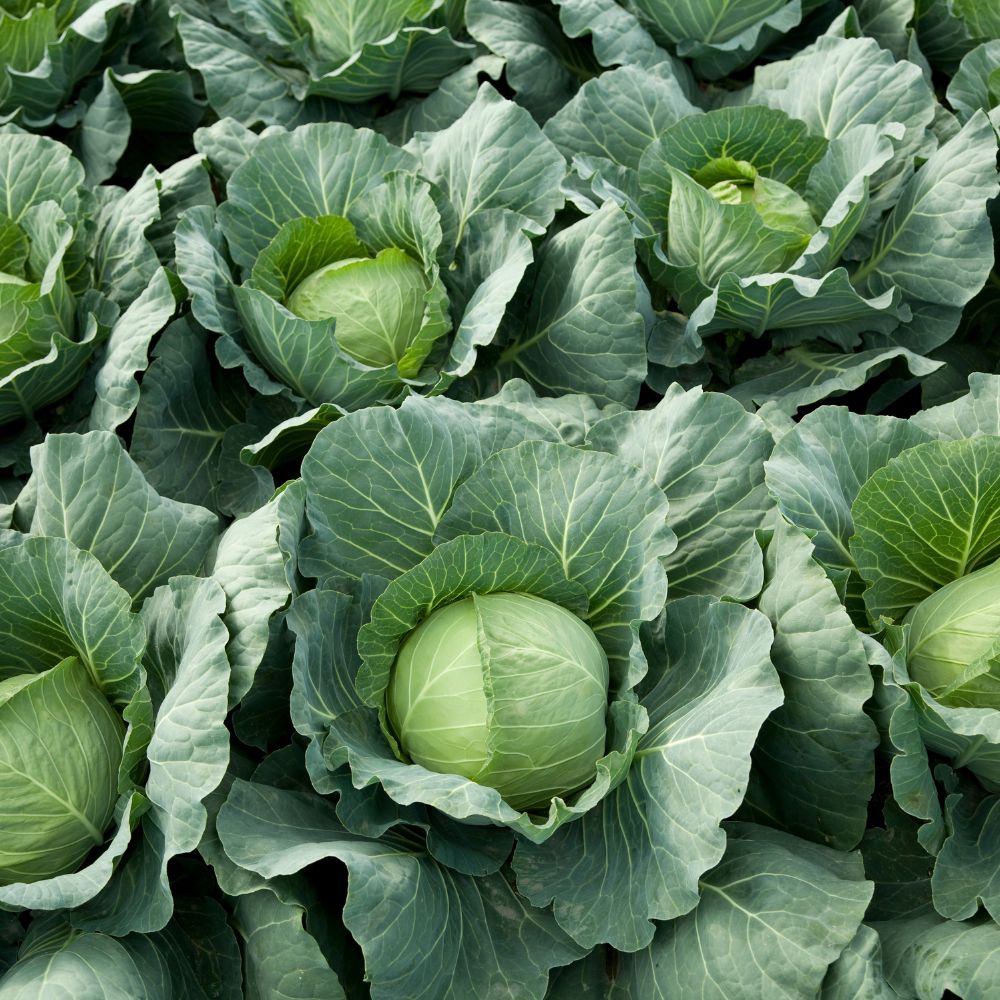 Cabbage