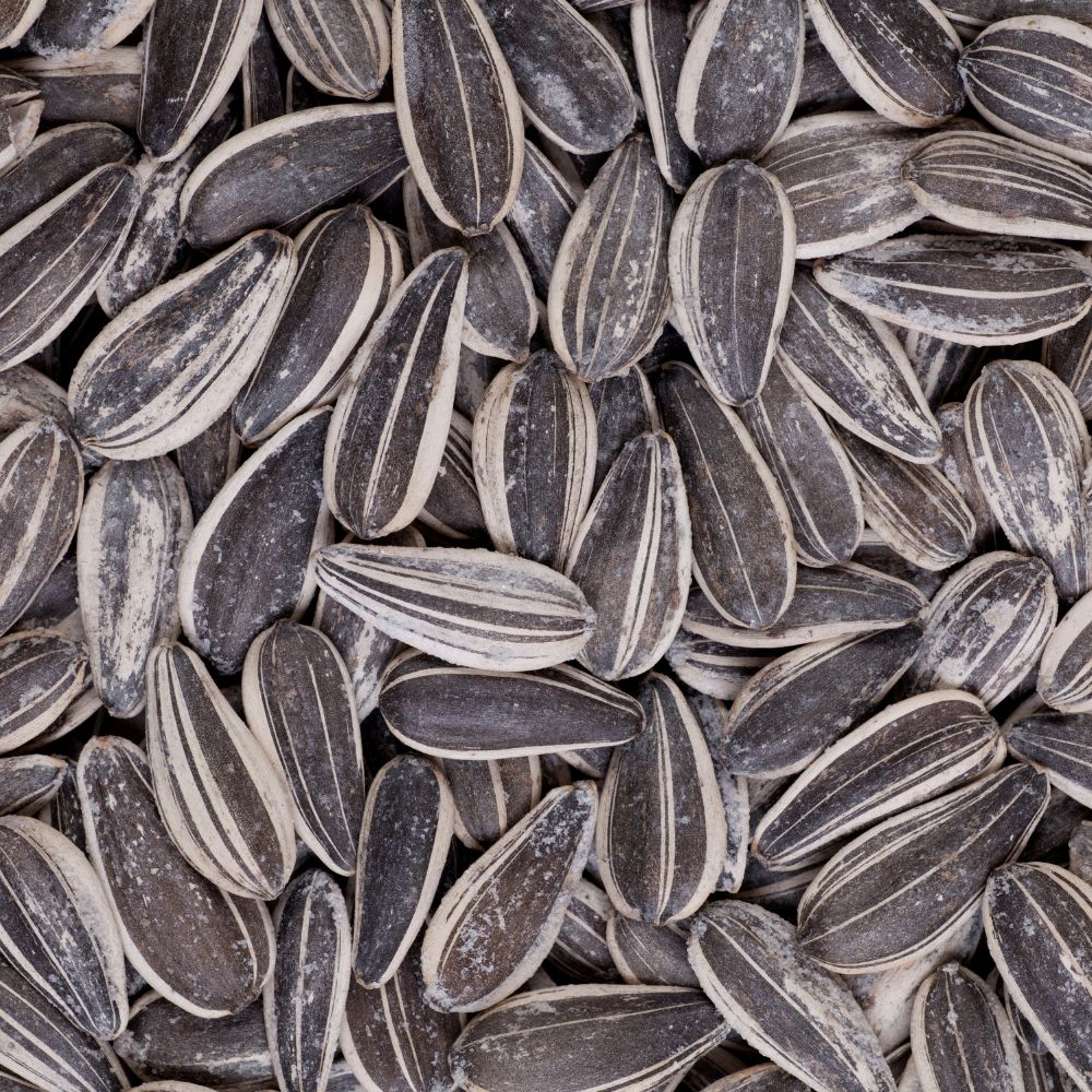 sunflower seed