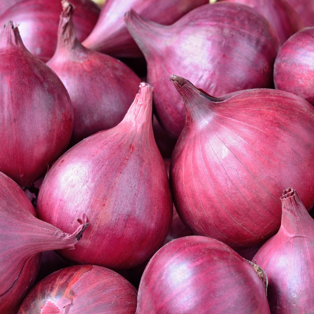 Onion