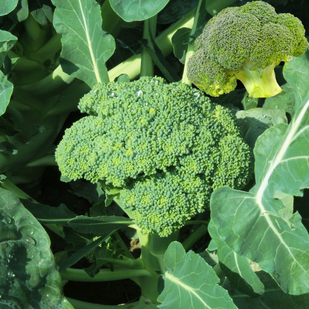 Broccoli