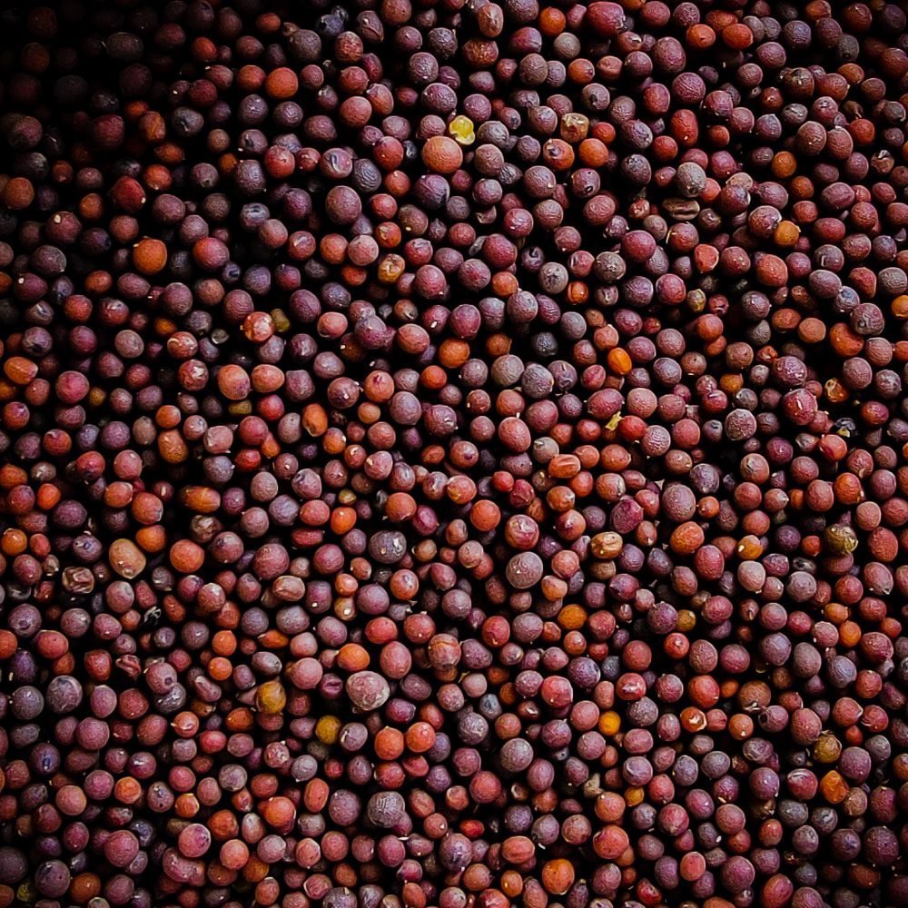 Mustard seeds (Sarson Ke Beej, सरसों के बीज)
