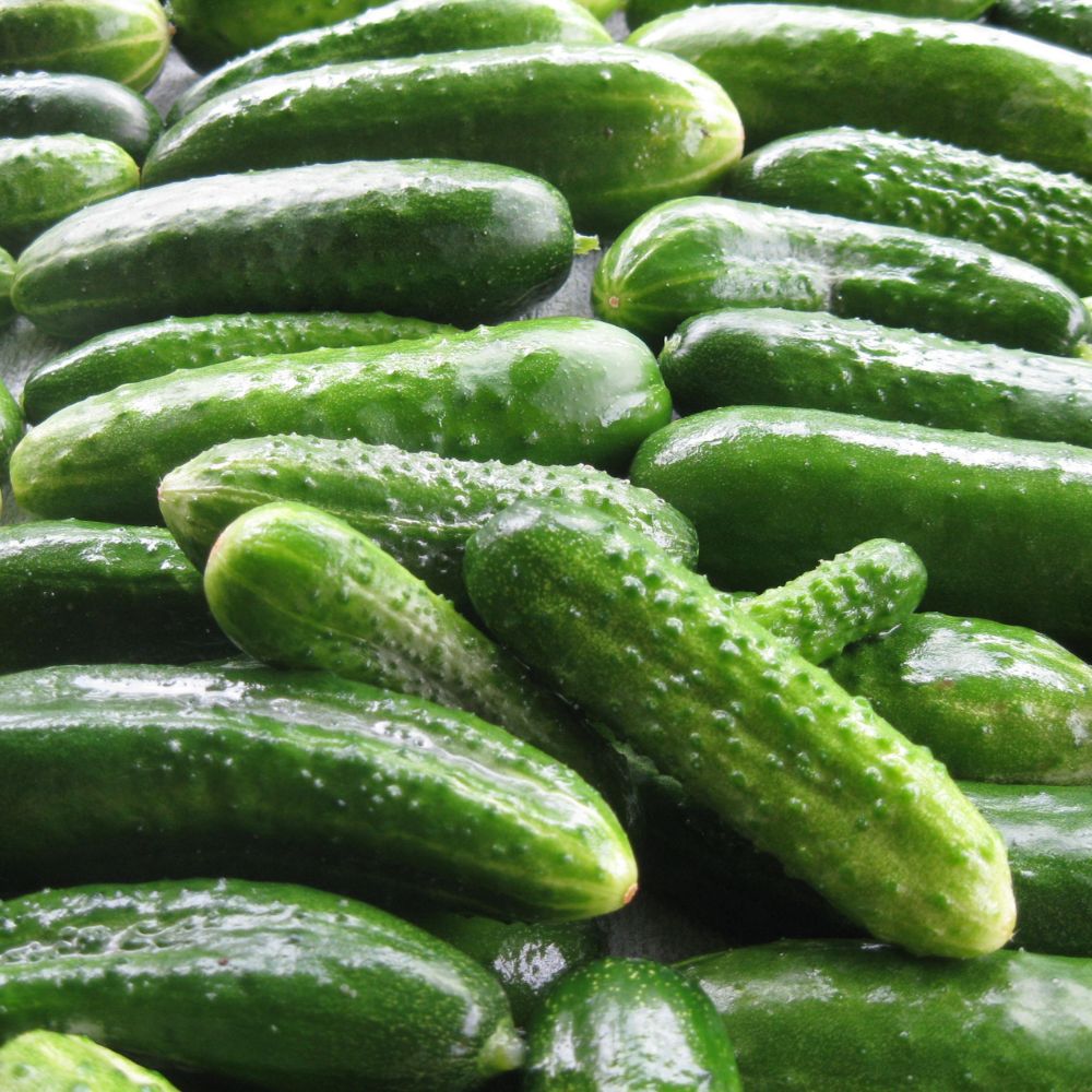 Cucumber