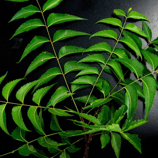Neem