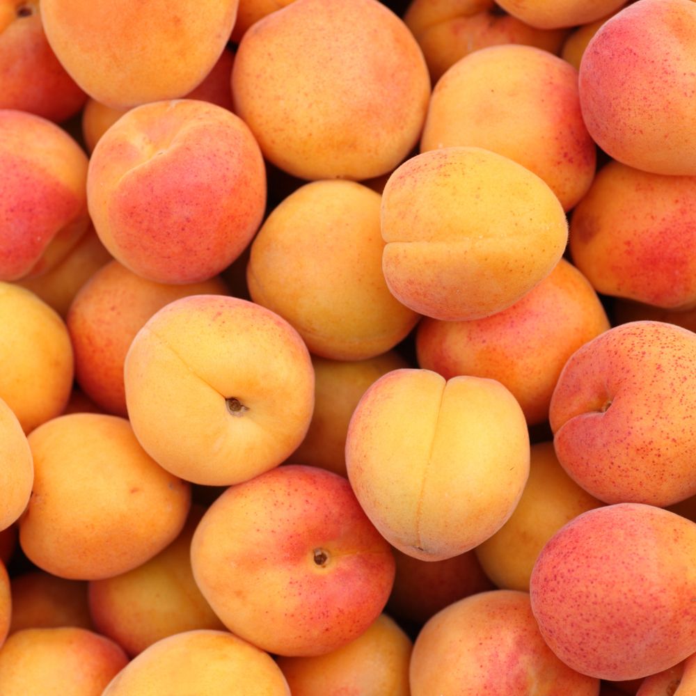 Apricot