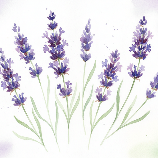 Lavender Watercolor painting
