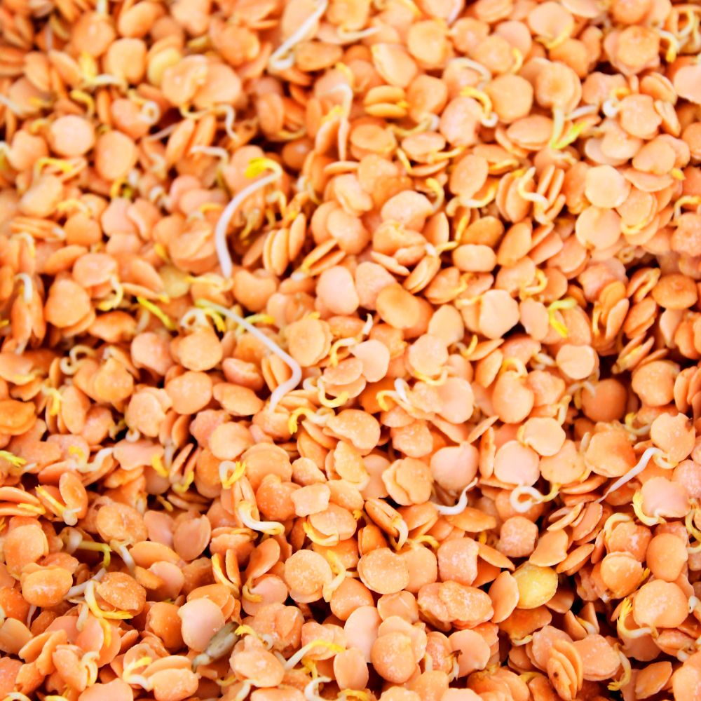 Lentil sprouts